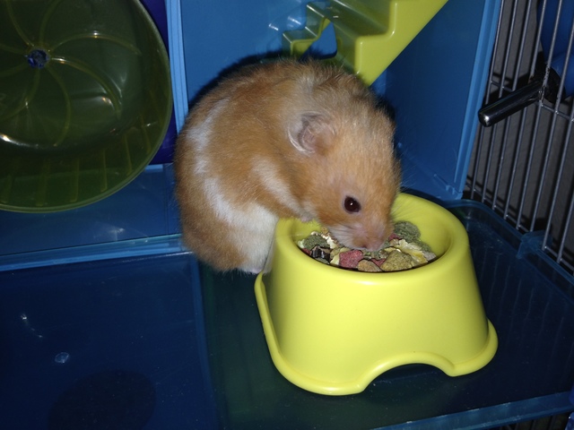 I got a hamster!