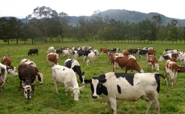 Mejoramiento animales