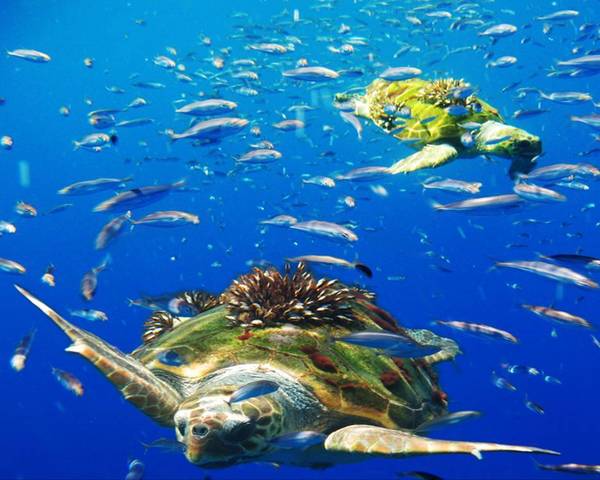 Prevención del medio marino