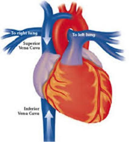 Superior And Inferior Vena Cava