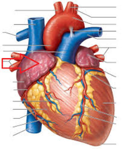 Right Atrium