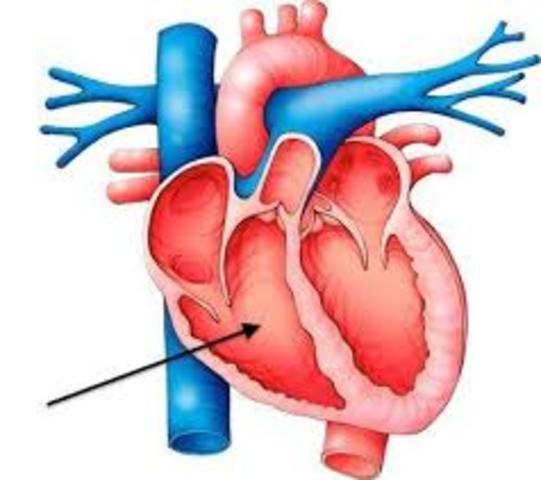 Right Ventricle