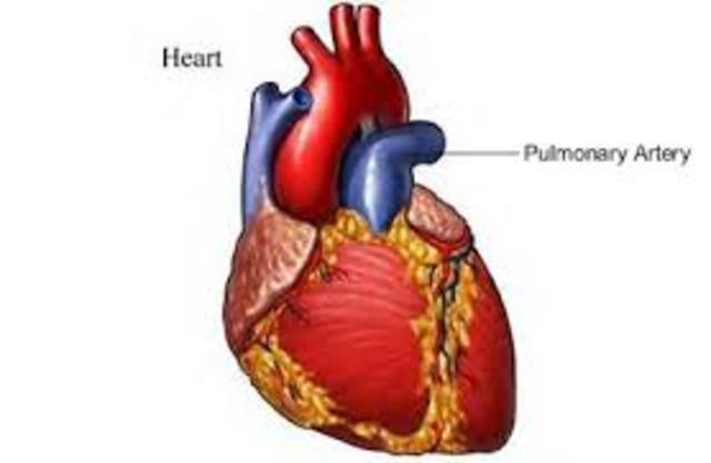 Pulmonary Artery