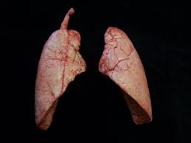 Lungs