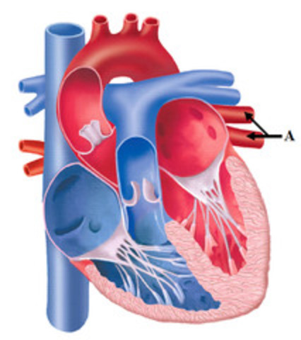 Pulmonary Veins