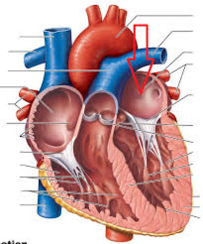 Left Atrium