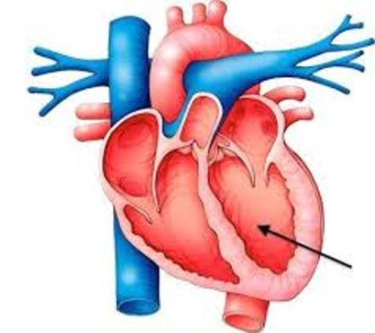 Left Ventricle