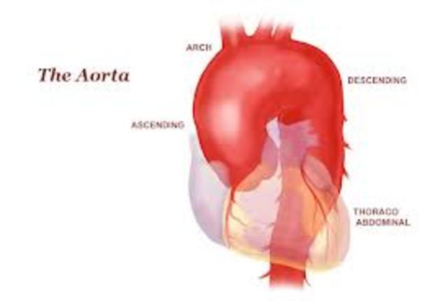 Aorta
