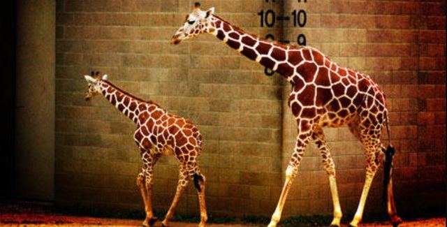 My First Trip to The Como Zoo