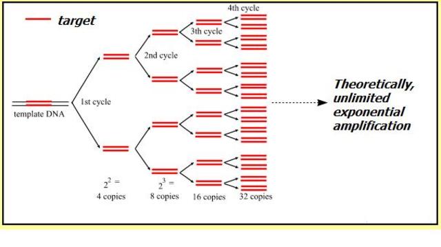 polymerase chain reaction