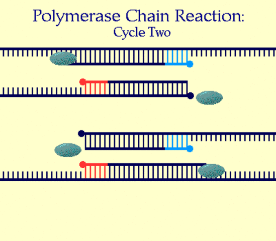 Polymerase Chain Reaction