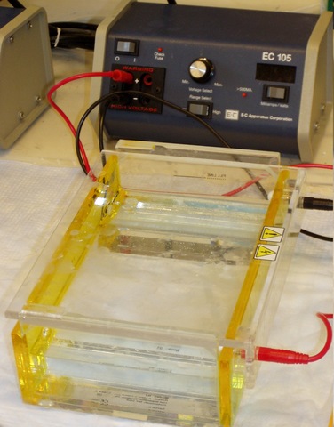 Gel Electrophoresis