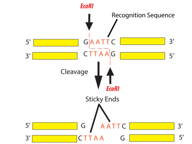 restriction enzyme analysis ( of DNA)
