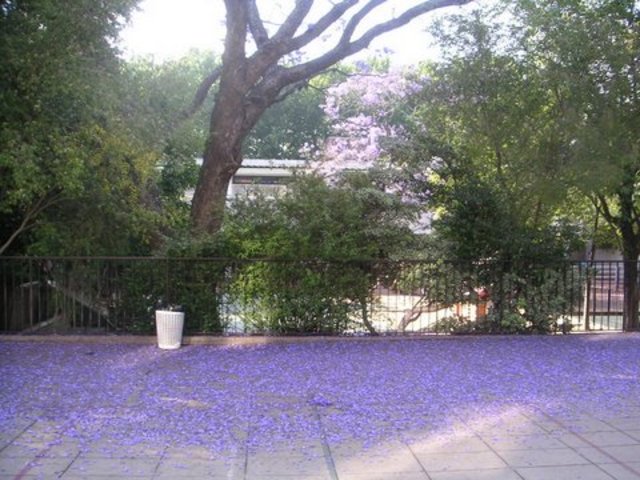 Patio con el Jacarandá en Martínez