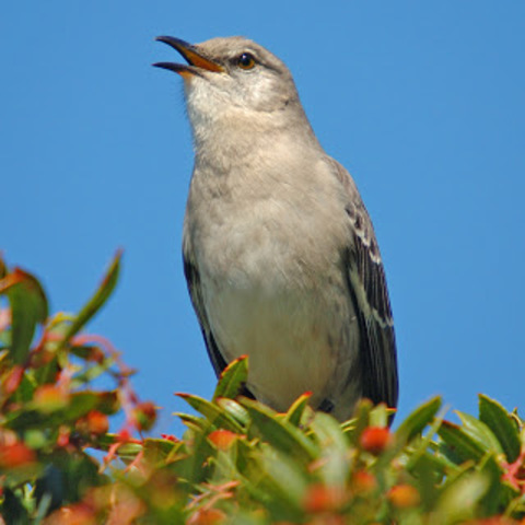 mockingbirds