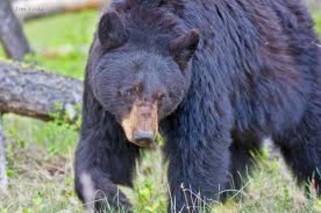 The Black Bear