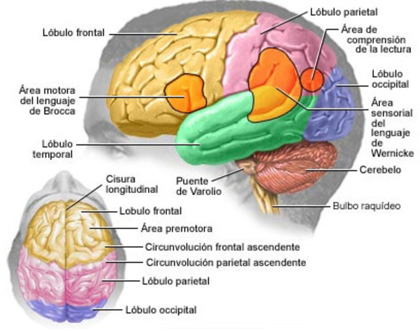 Localización cerebral