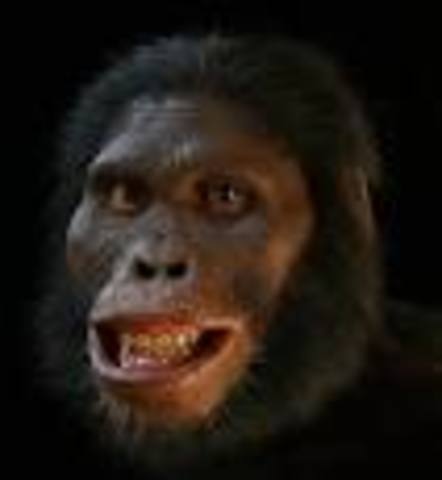 Australopithecus afucanus