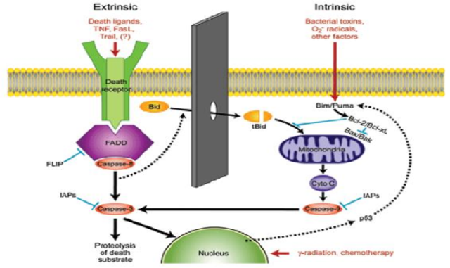 LAS REACCIONES QUÍMICAS DENTRO DE LA MITOCONDRIA (EUGENE KENNEDY Y ALBERT LEHNINGER)