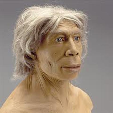 Homo Neanderthalensis