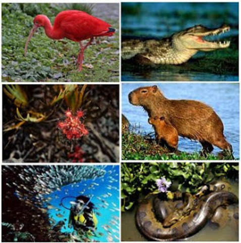 DECRETO 2420 DE 1968