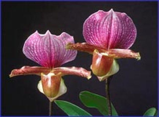 El Convenio de Washington sobre el comercio internacional de especies de fauna y flora