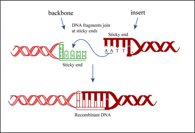 plasmid based transformation
