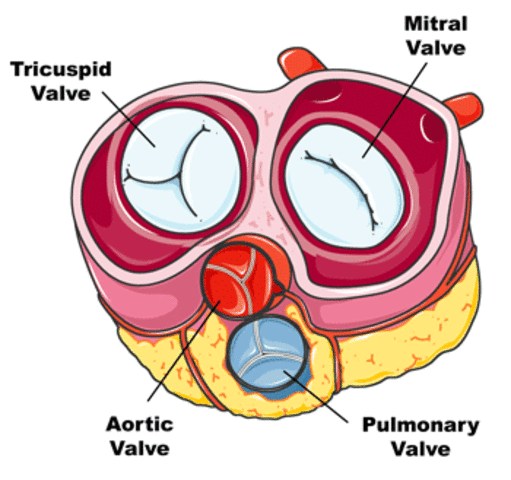 Blood goes through tricuspid valve