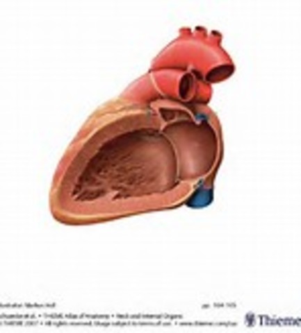 Travels to left atrium