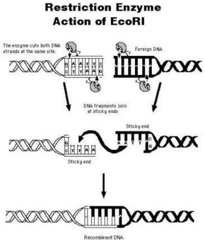 Restriction Enzyme Analysis