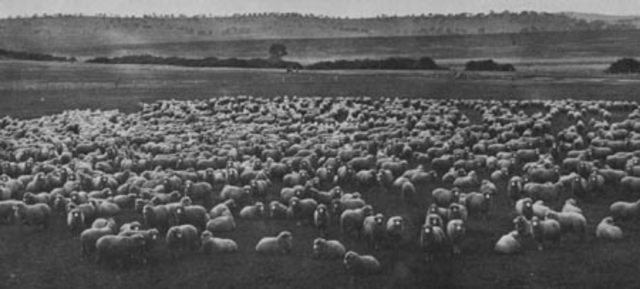 Sheep Business Starts Booming