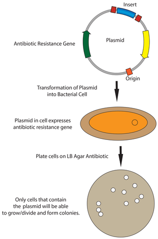 Plasmid Based Transformation