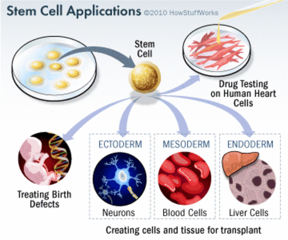 Stem Cells