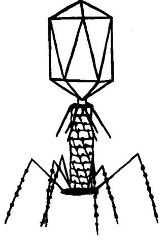 Hershey-Chase experiment
