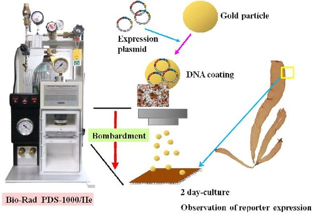Plasmid Based Transformation