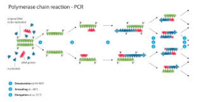 Polymerase Chain Reaction
