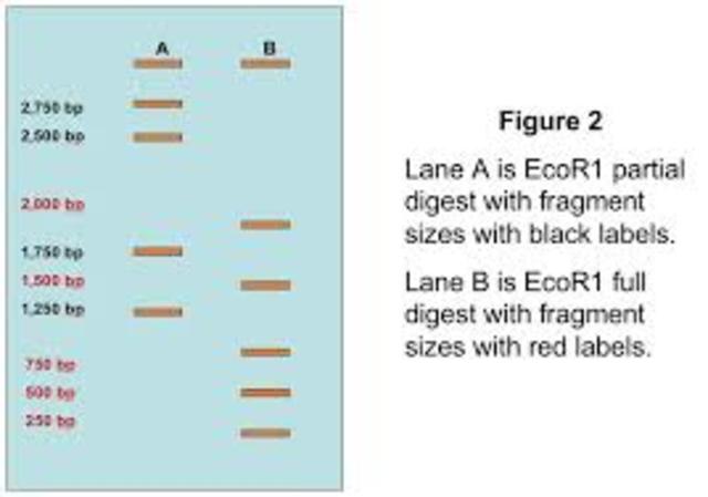 Restriction Enzyme analysis