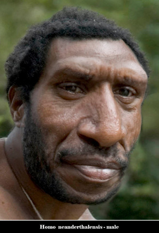 Homo Neanderthalensis