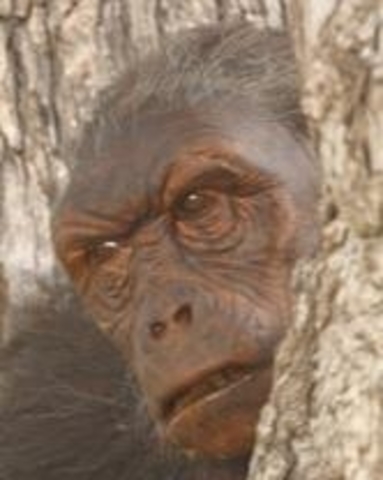 Sahelanthropus Tchadeusis