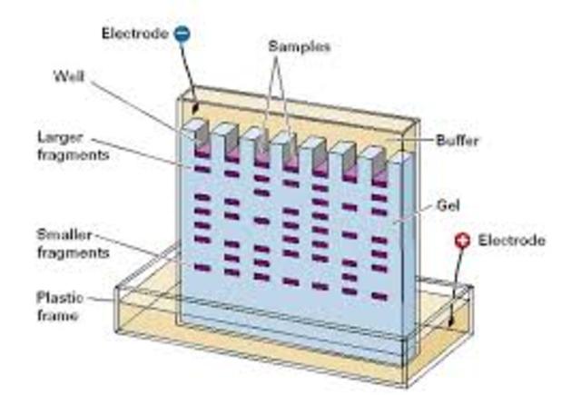 Gel electrophoresis