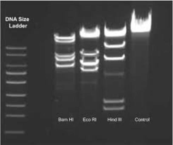 restriction enzyme analysis