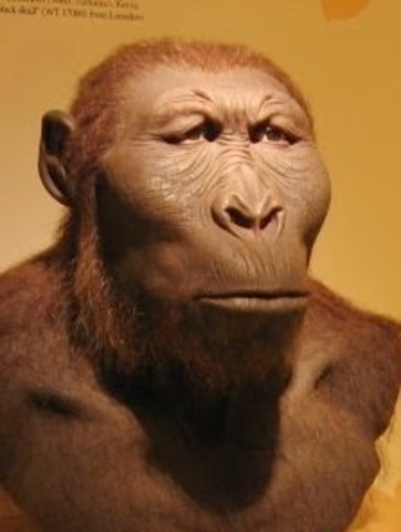 Ardipithecus Ramidus