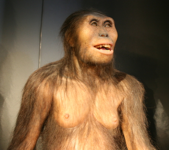 Australopithecus Afarensis
