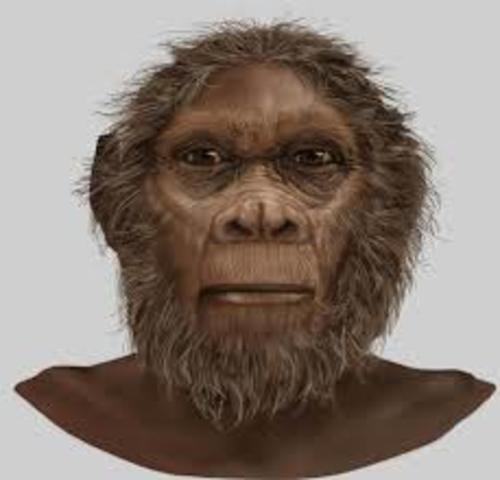 Homo Rudolfensis