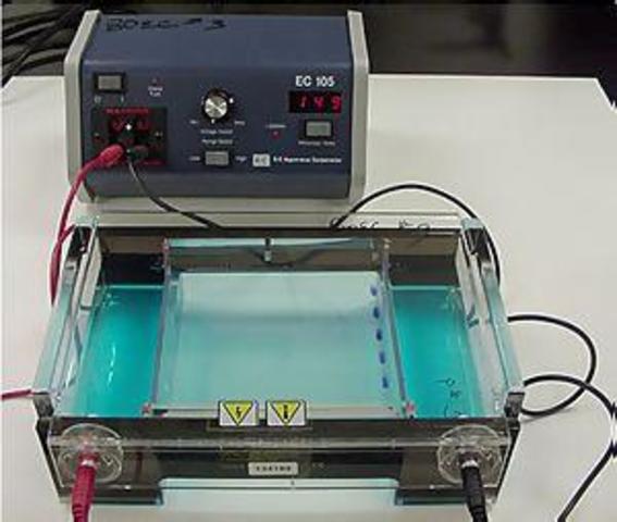 Gel Electrophoresis