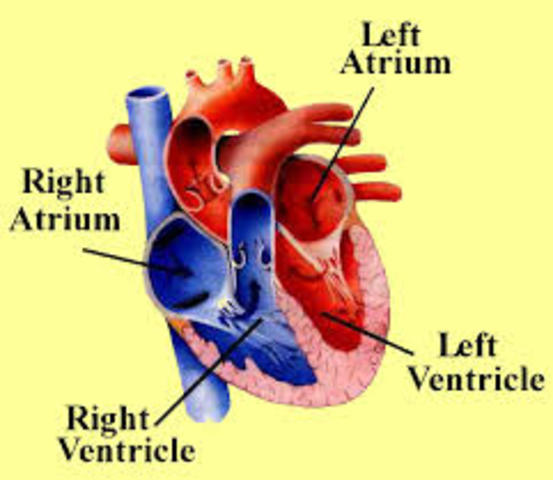 Right Atrium and Right Ventricle