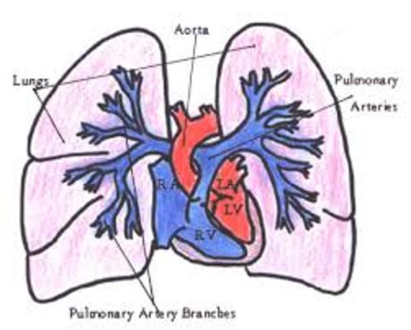 Pulmonary Artery and Lungs