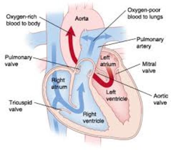 Left Atrium and Left Ventricle