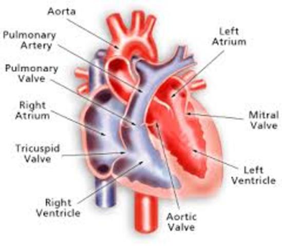 Left atrium and Aorta