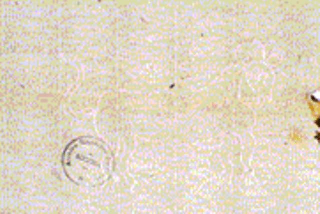 Documento Fondo de Milicias y marina.